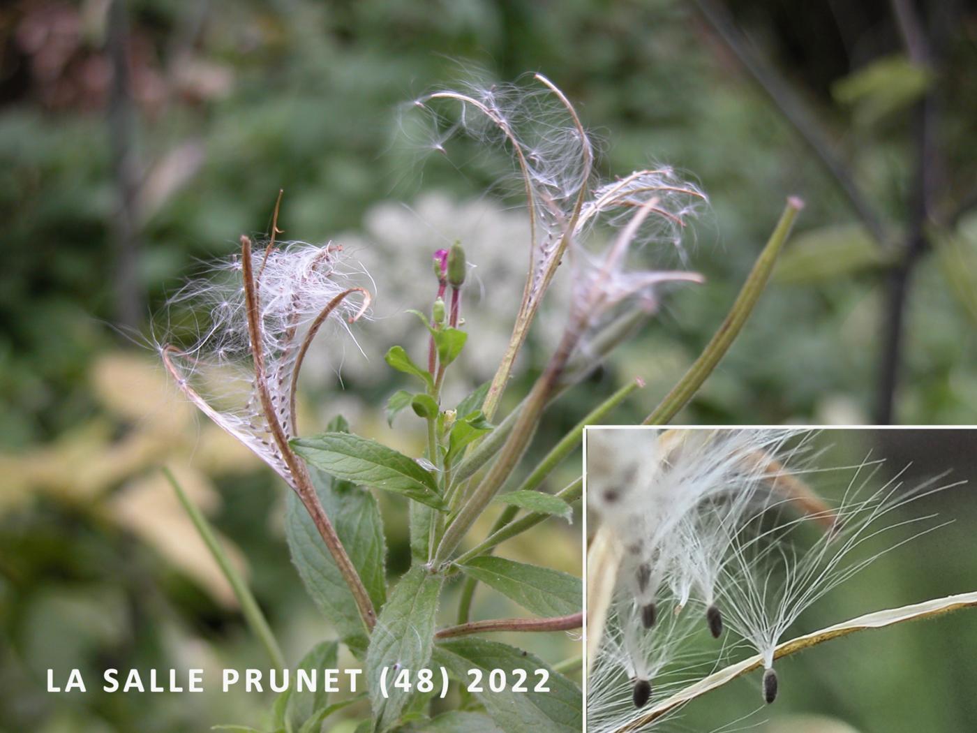 Willow-herb, Great Hairy fruit